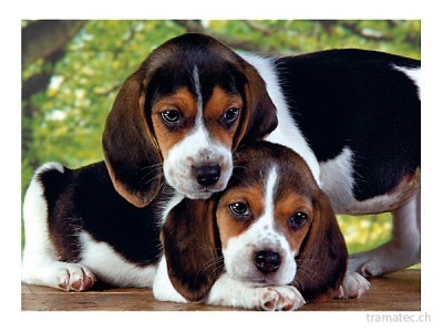Clementoni Puzzle Hunde 500 teilig